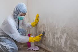 Best Environmental Consulting for Mold Prevention in USA